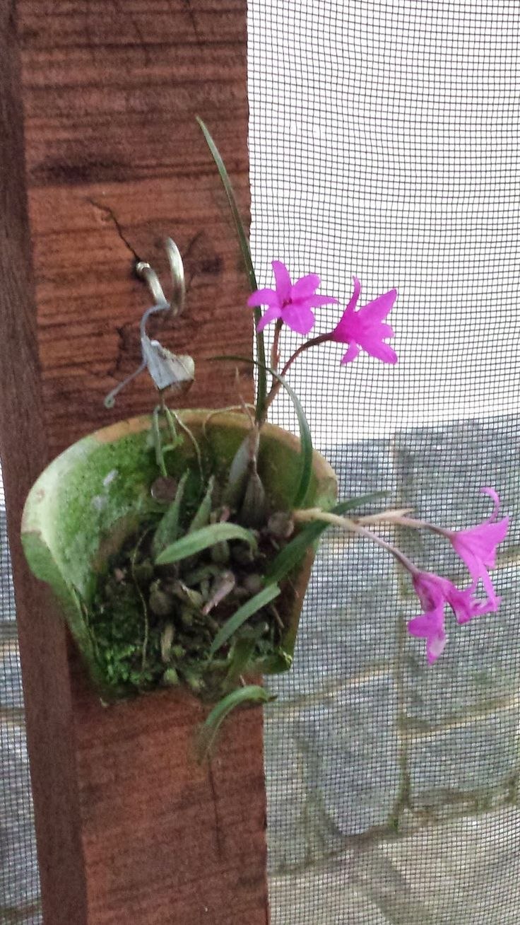 Rhodomyrtus tomentosa