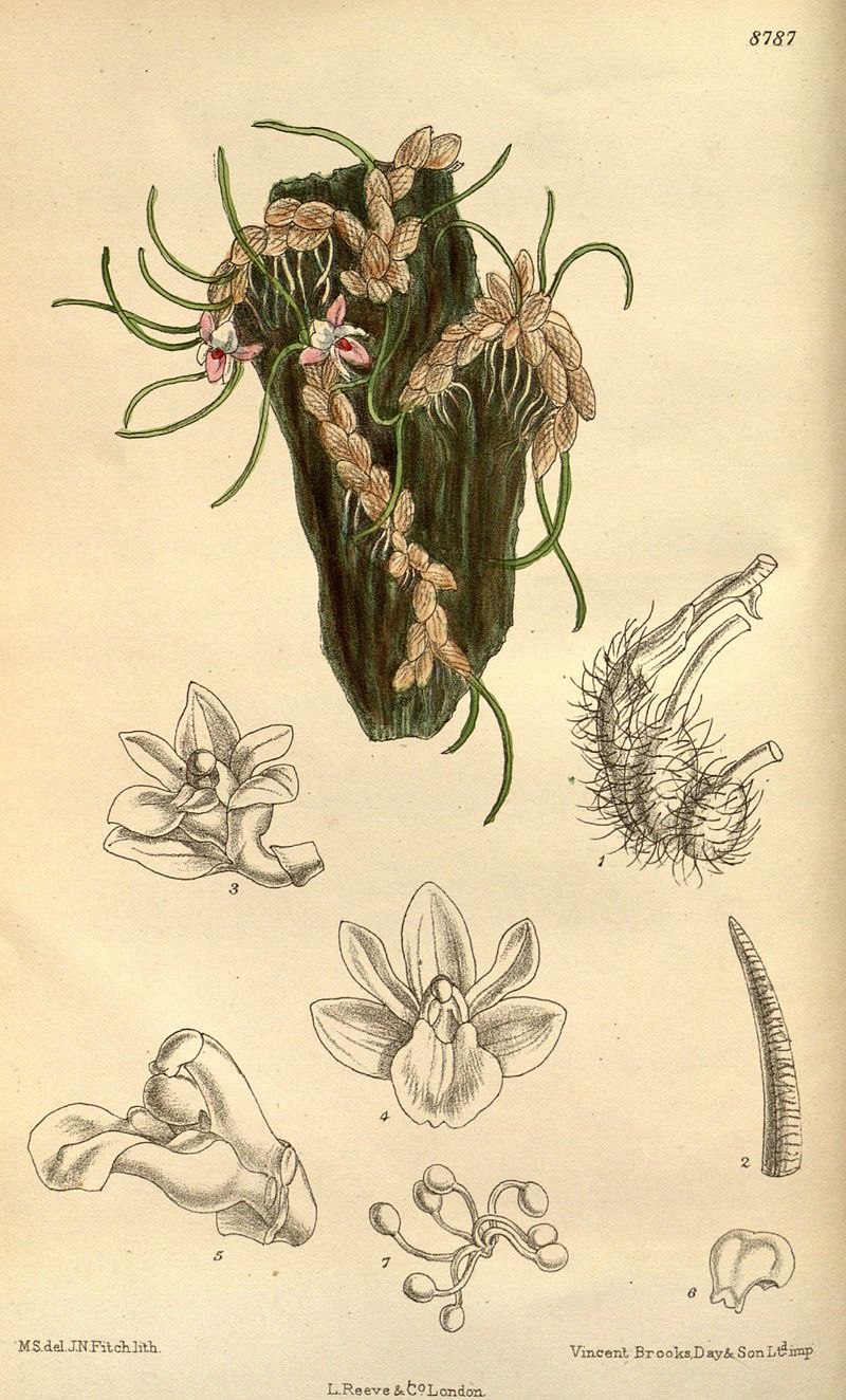 Neolauchea pulchella уход