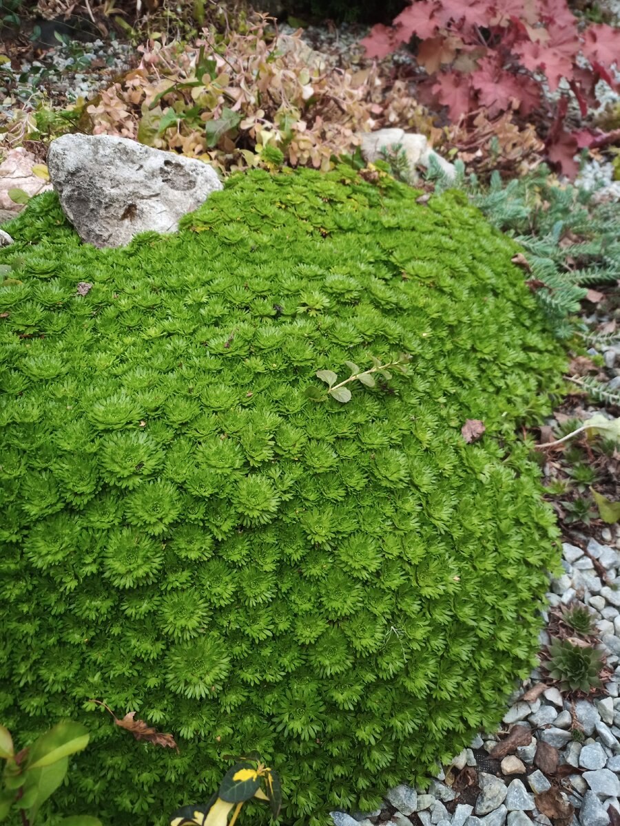 Камнеломка зернистая