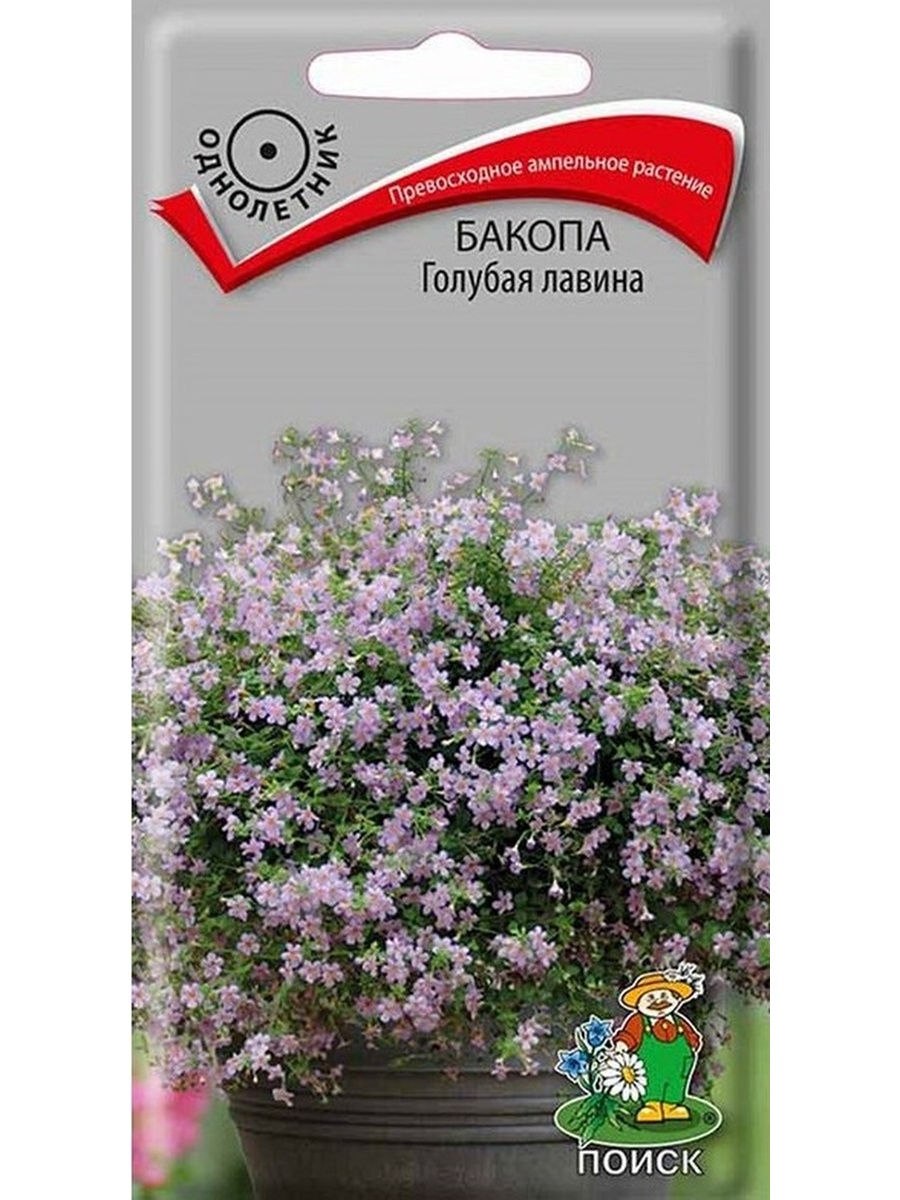 Бакопа ампельная сиреневая