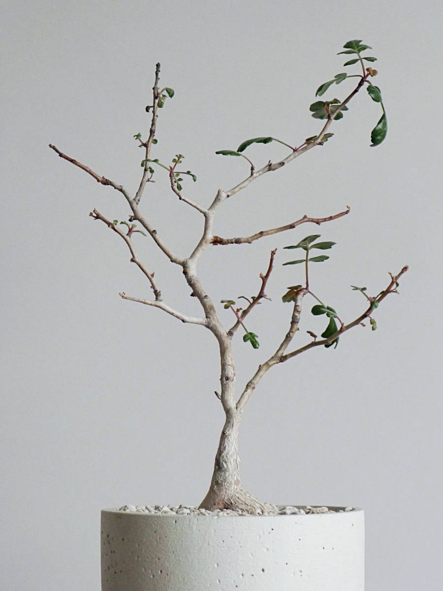 Каудекс нолины