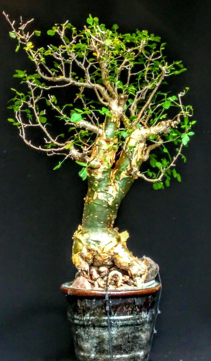 Австралийский баобаб бутылочное дерево