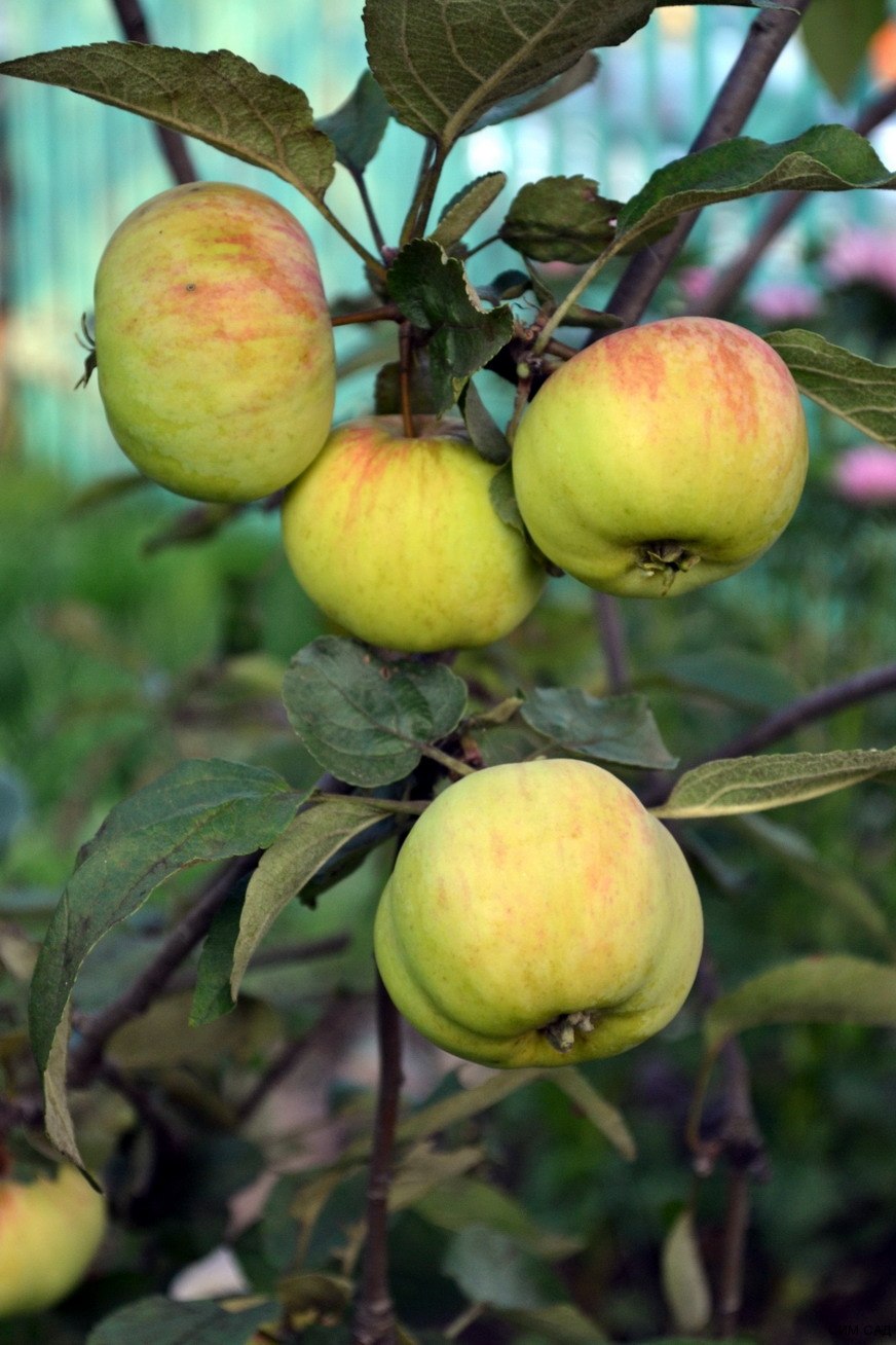 Яблоня Malus purpurea