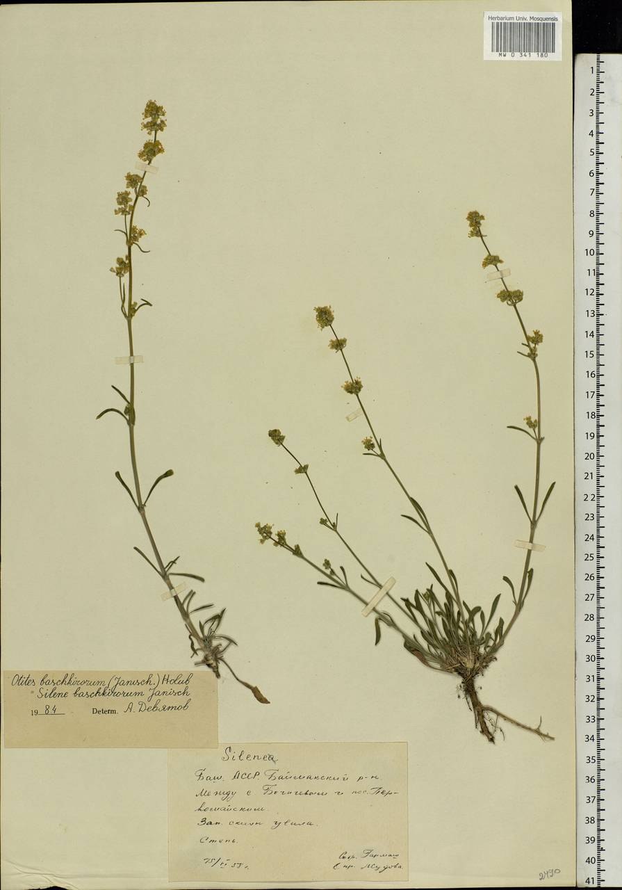 Silene baschkirorum смолёвка Башкирская