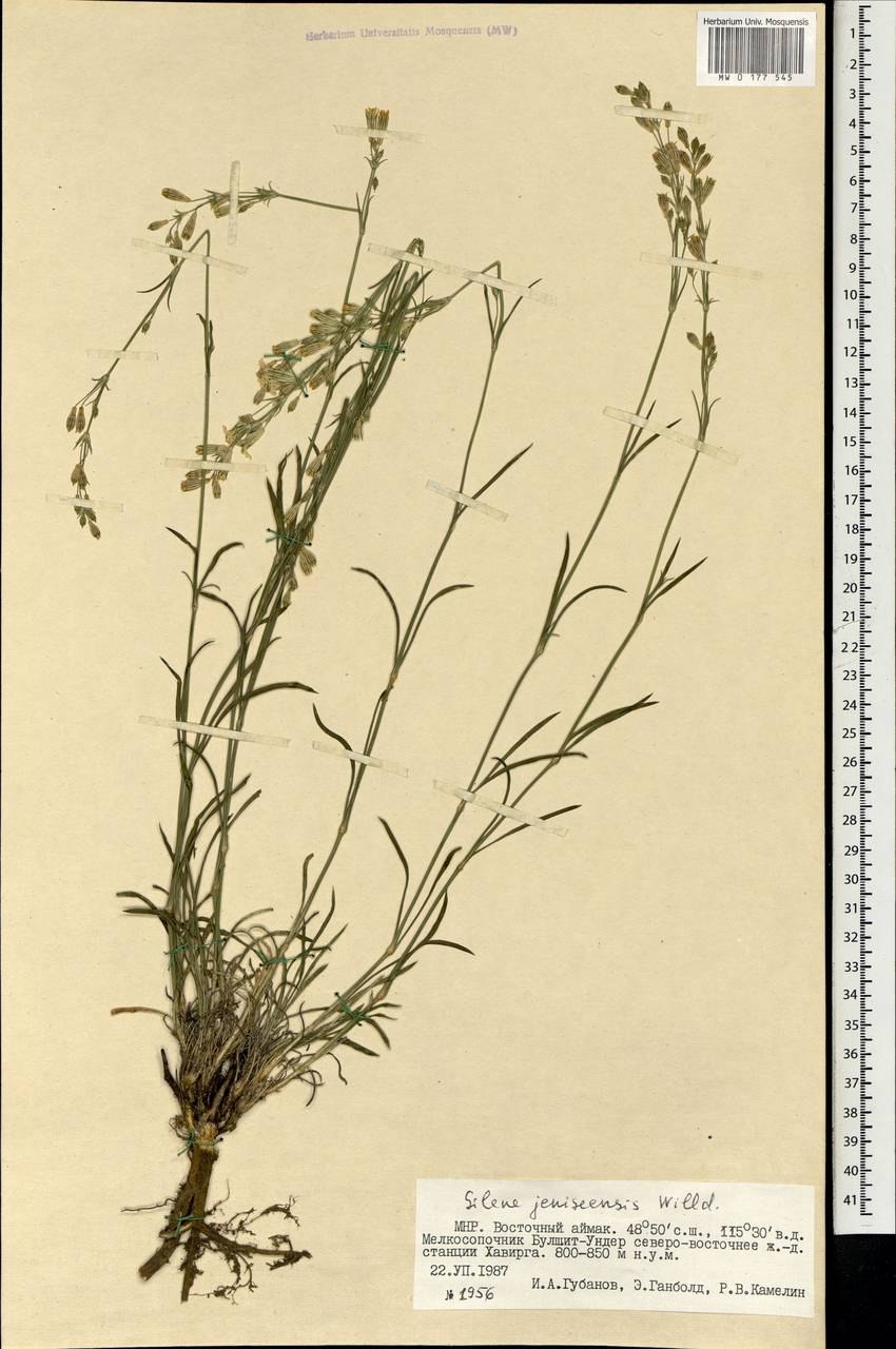 Смолевка Енисейская