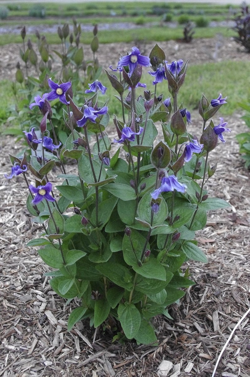 Чернушка цельнолистная