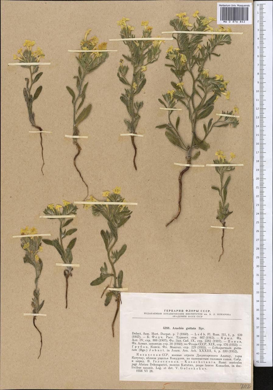 Арнебия трава