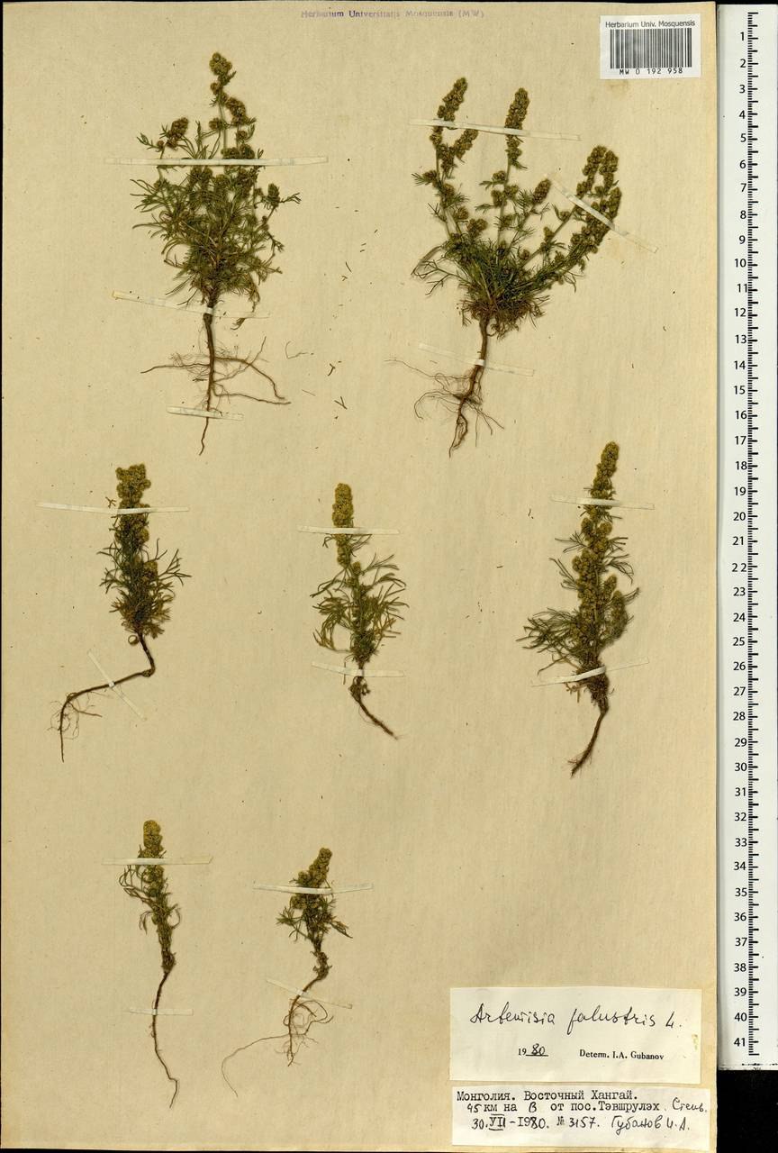 Artemisia californica Полынь