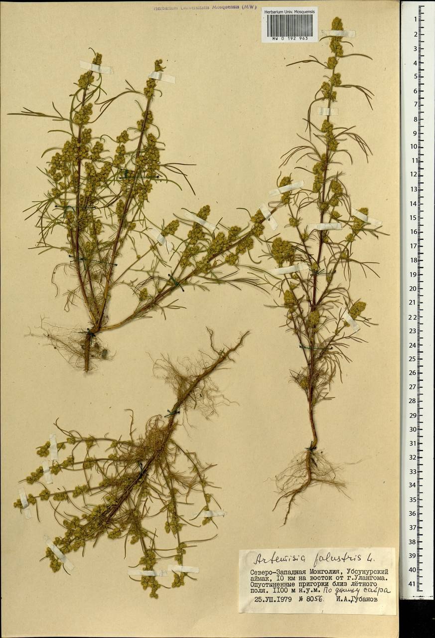 Полынь горькая Artemisia absinthium l.