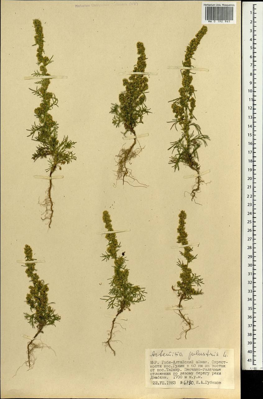 Artemisia frigida Willd. Полынь холодная