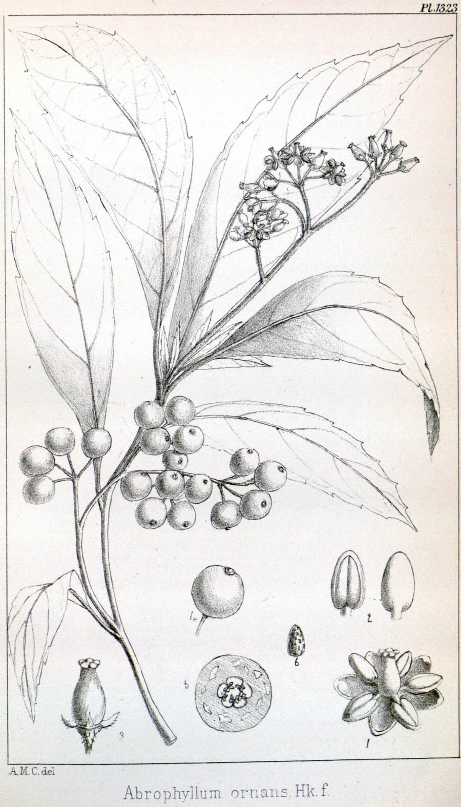 Kalanchoe laetivirens