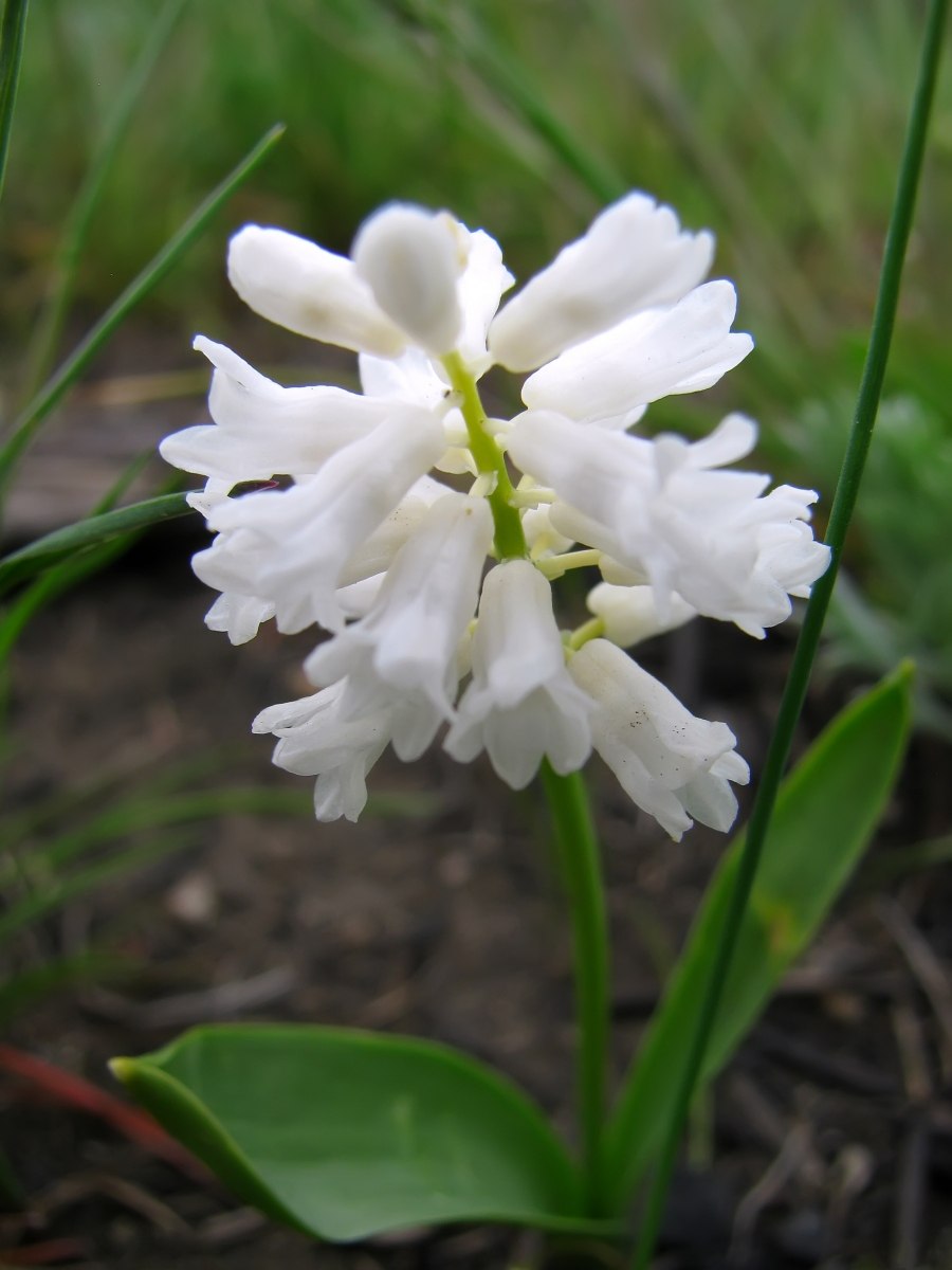 Гиацинтелла Палласа