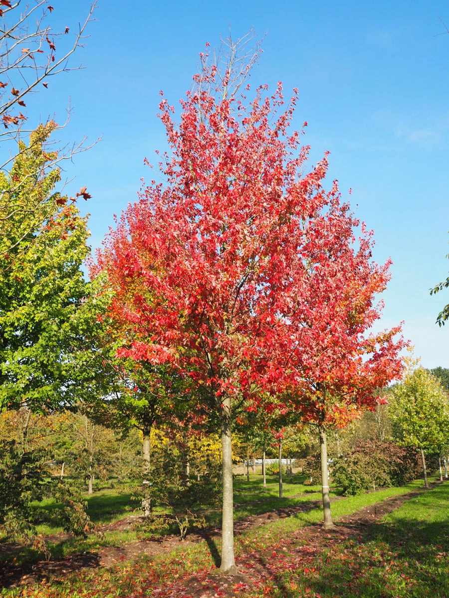 Породы клена