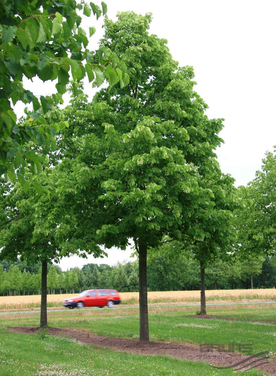 Липа сибирская