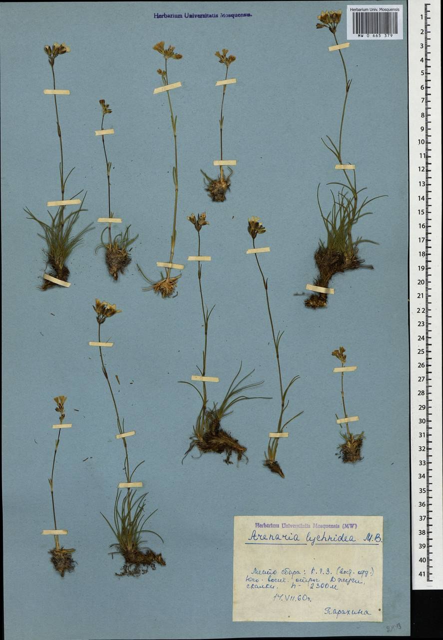 Пустынница