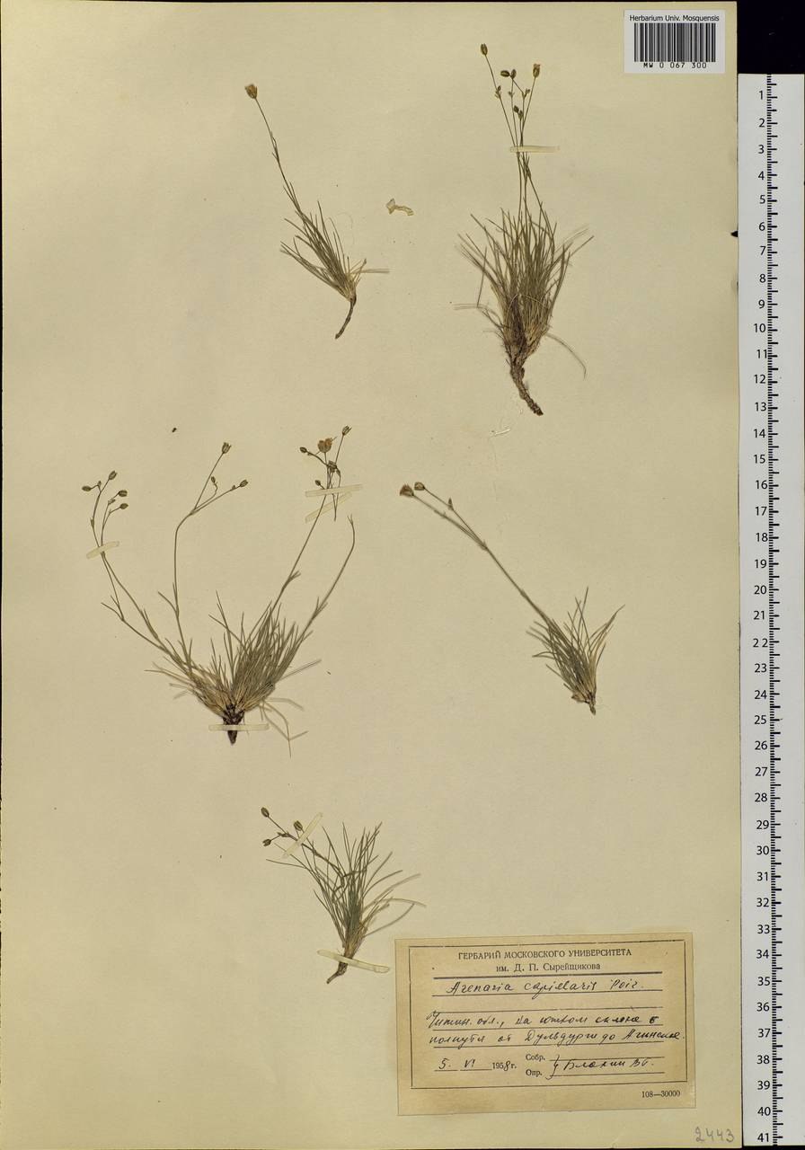 Крестоносная Пустынница Notaden bennettii