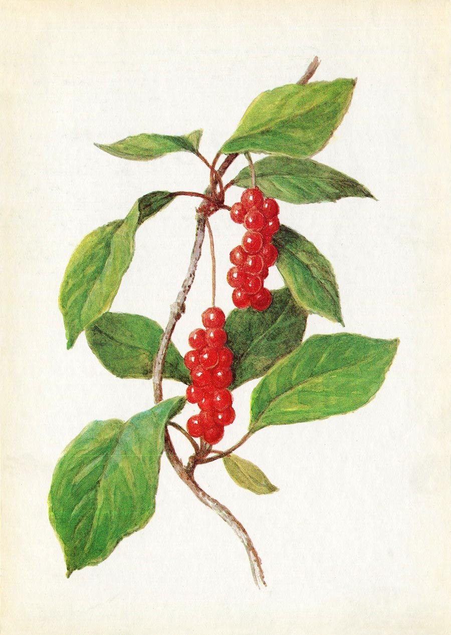 Цветок исле голь старых годов