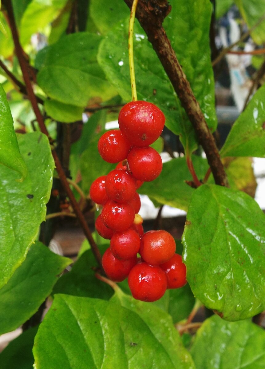 Лимонник растение Лиана