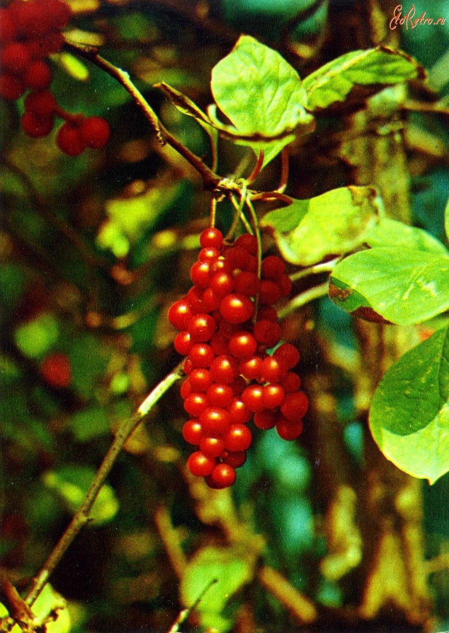 Лимонник китайский куст