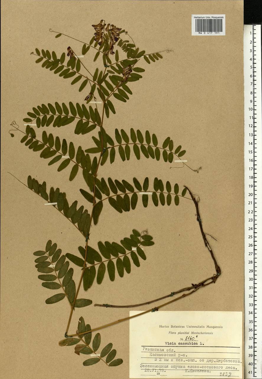 Vicia cassubica Shturm