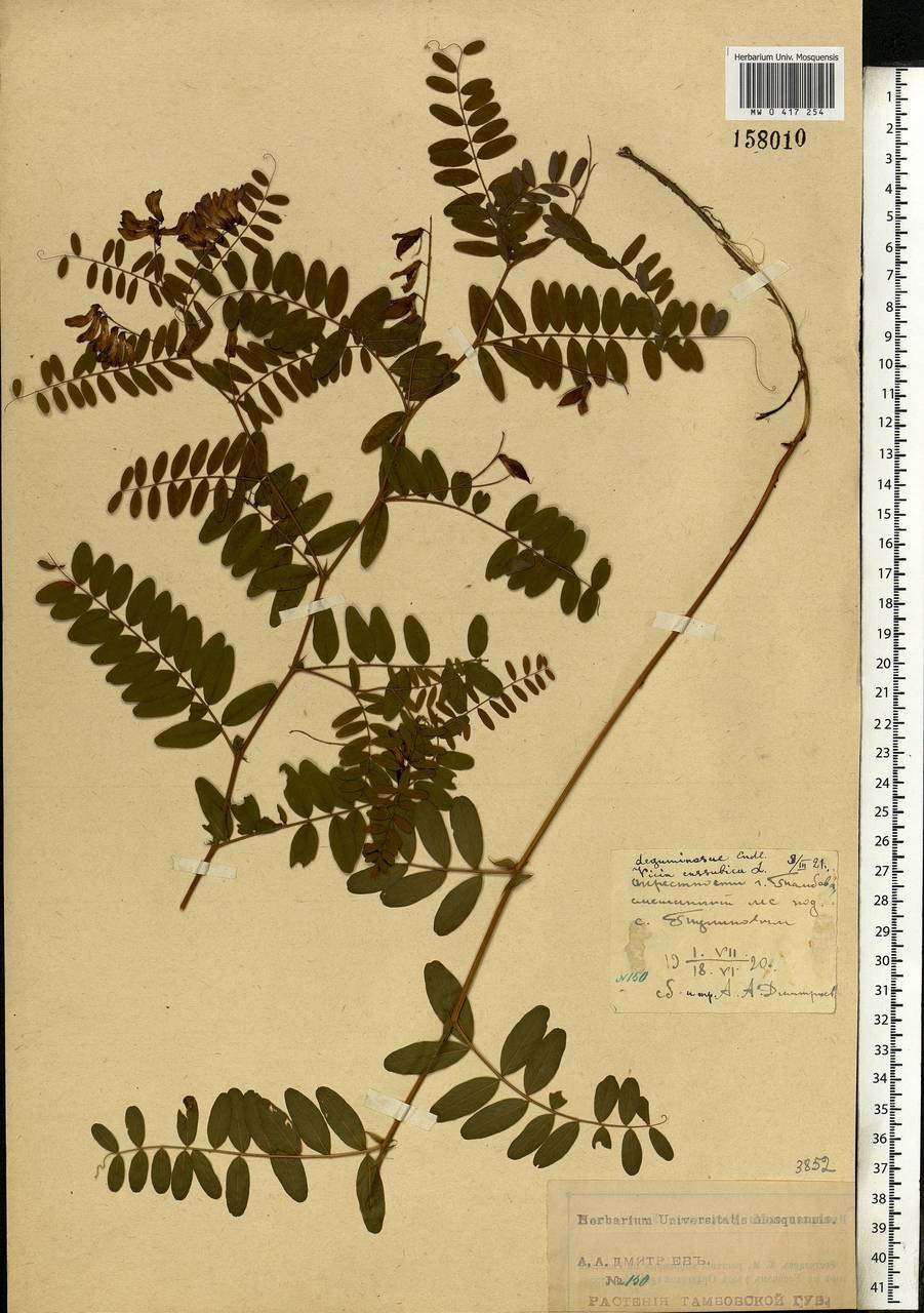 Вика озимая растение