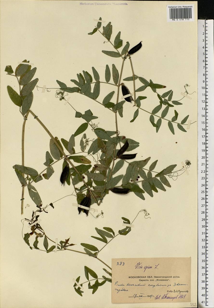 Вика мышиный горошек