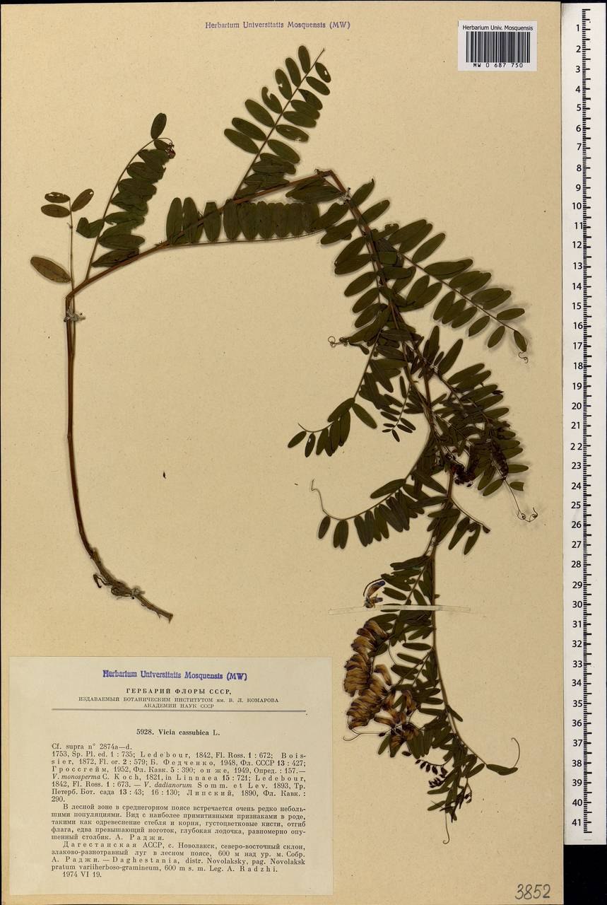 Название растения бабовые