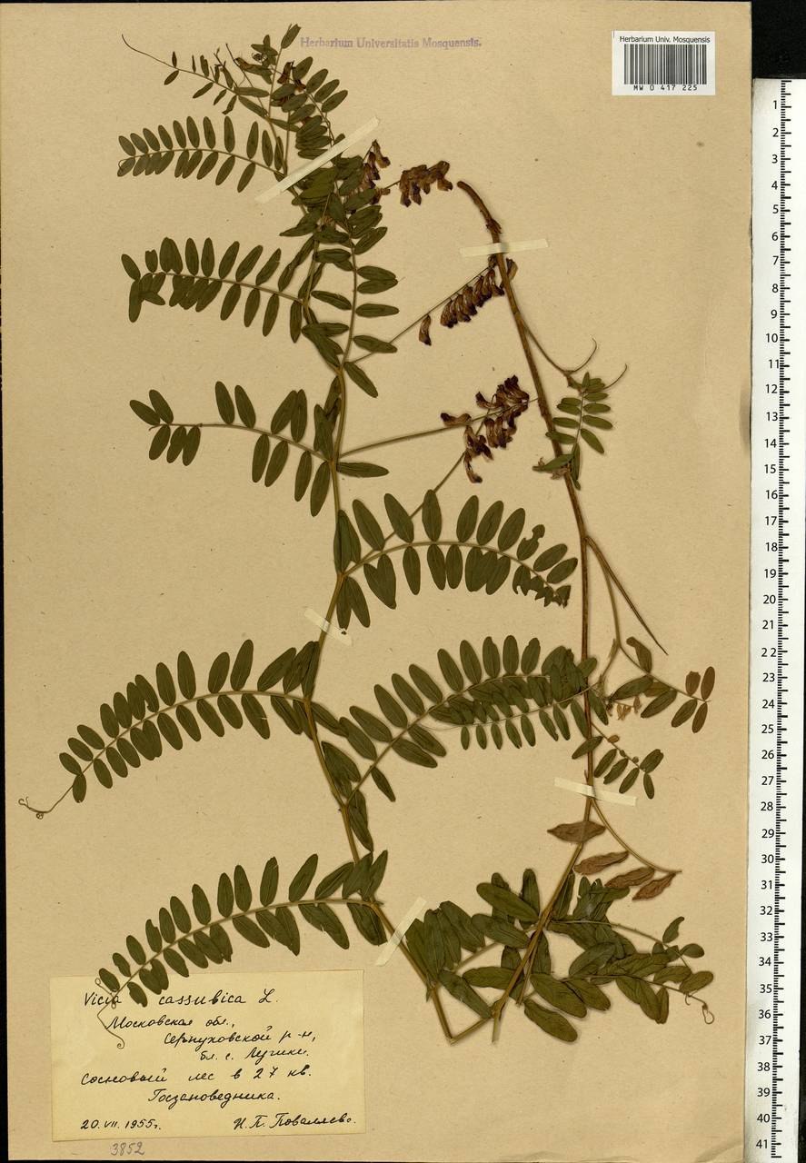 Вика Кашубская