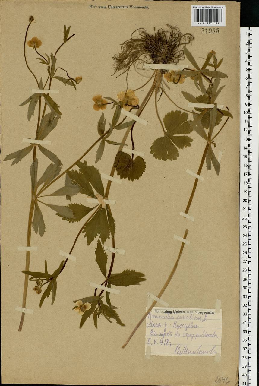 Горошек кашубский