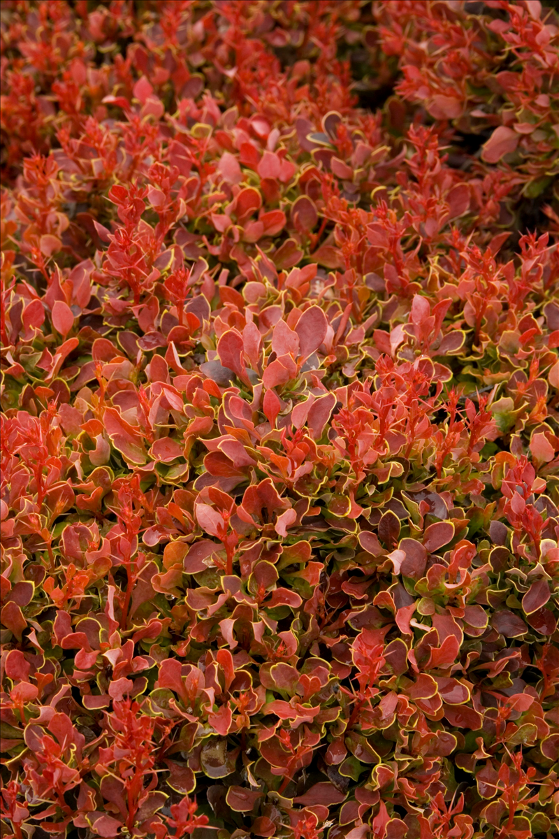 Барбарис Тунберга осень