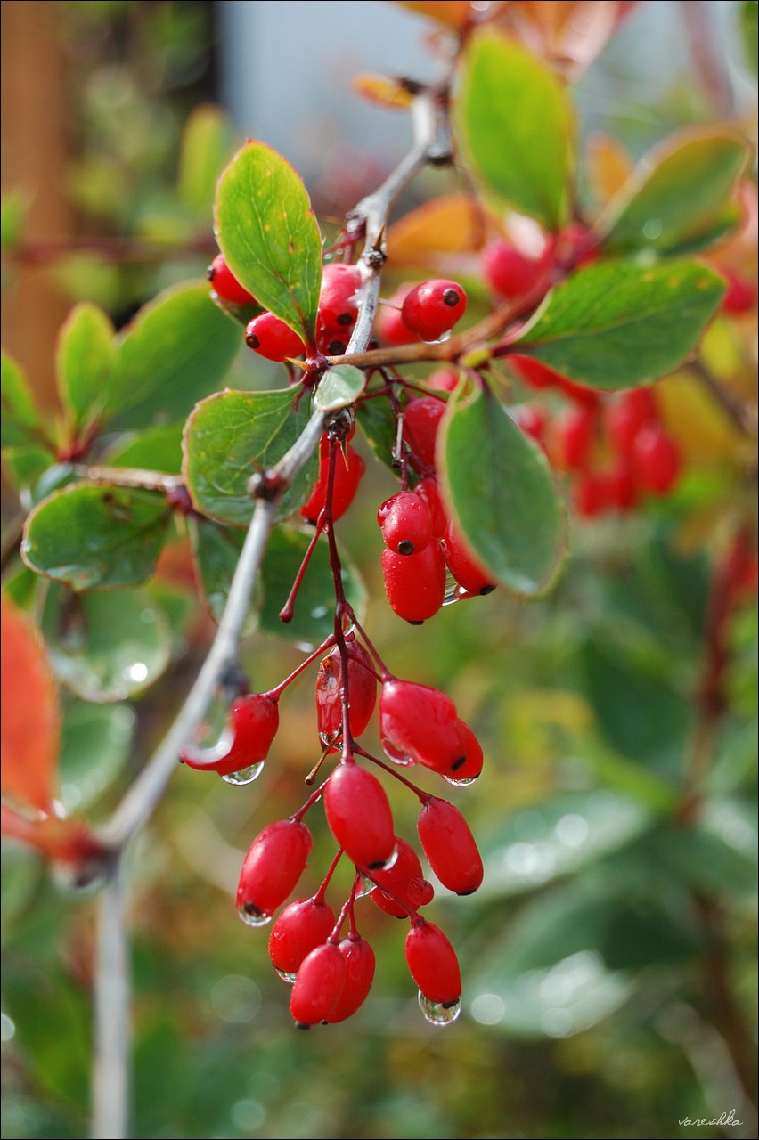 Барбарис Тунберга Atropurpurea