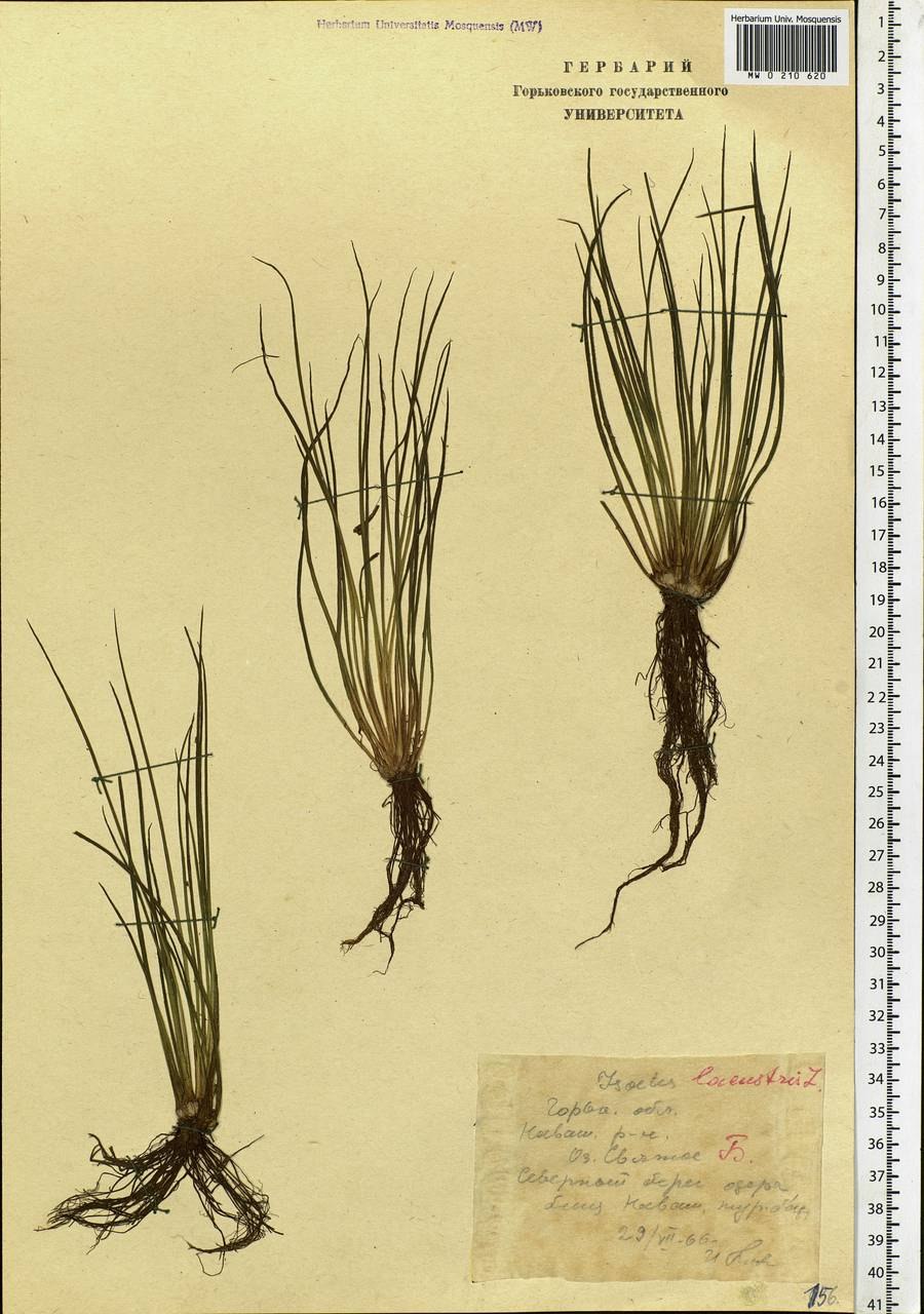 Лобелия Дортманна красная книга сообщение