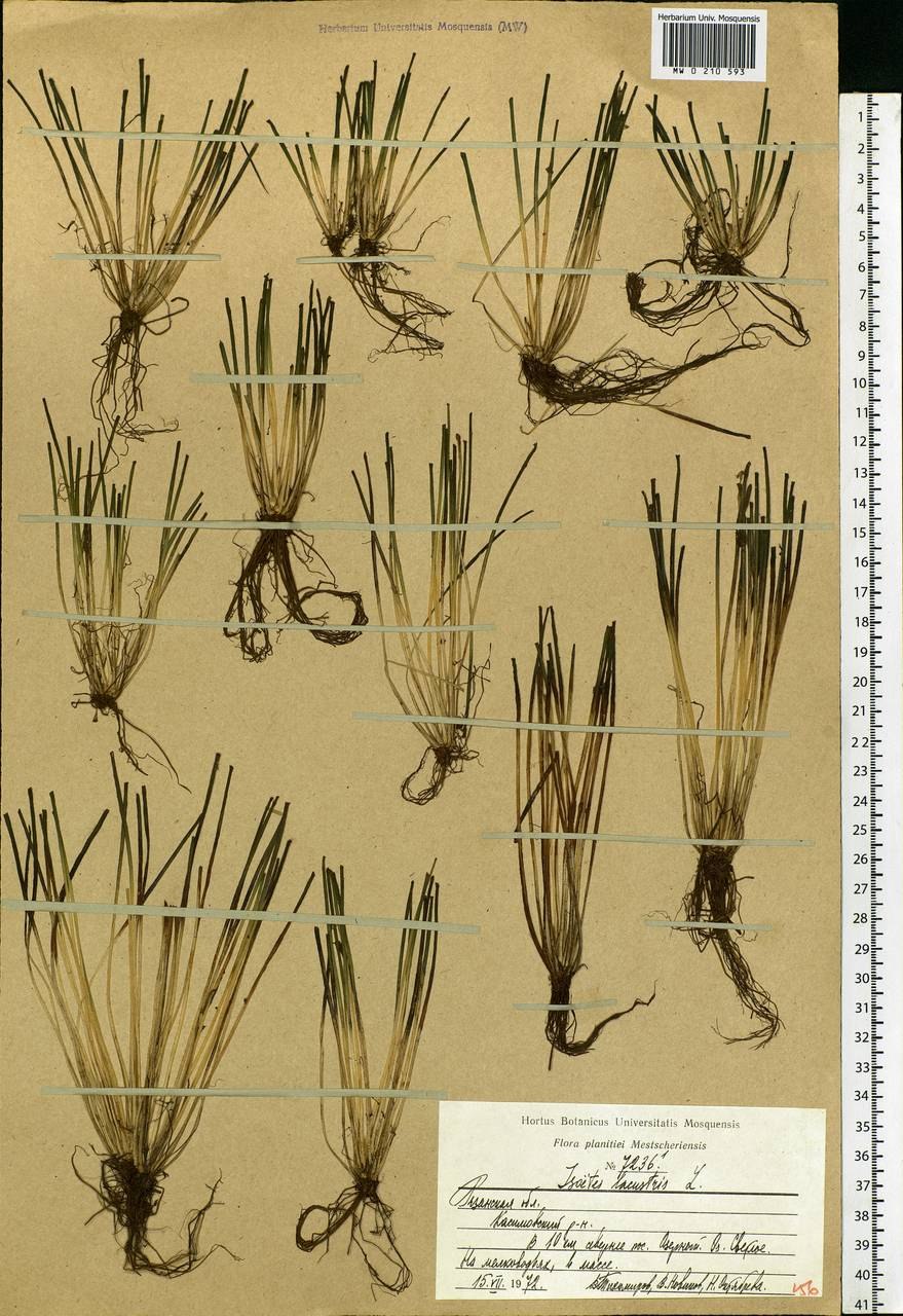 Полушник азиатский