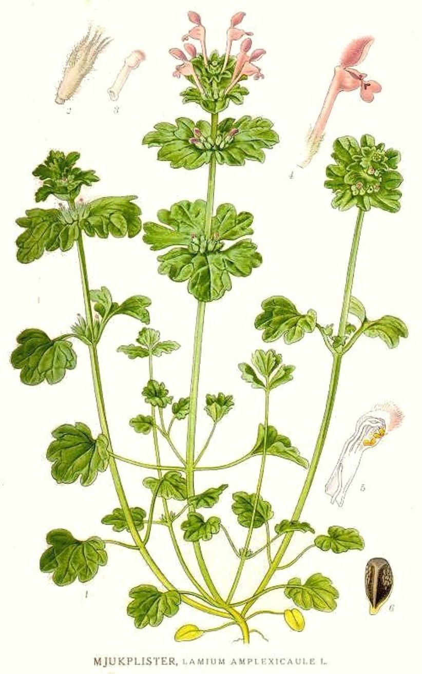 Lamium amplexicaule, растение