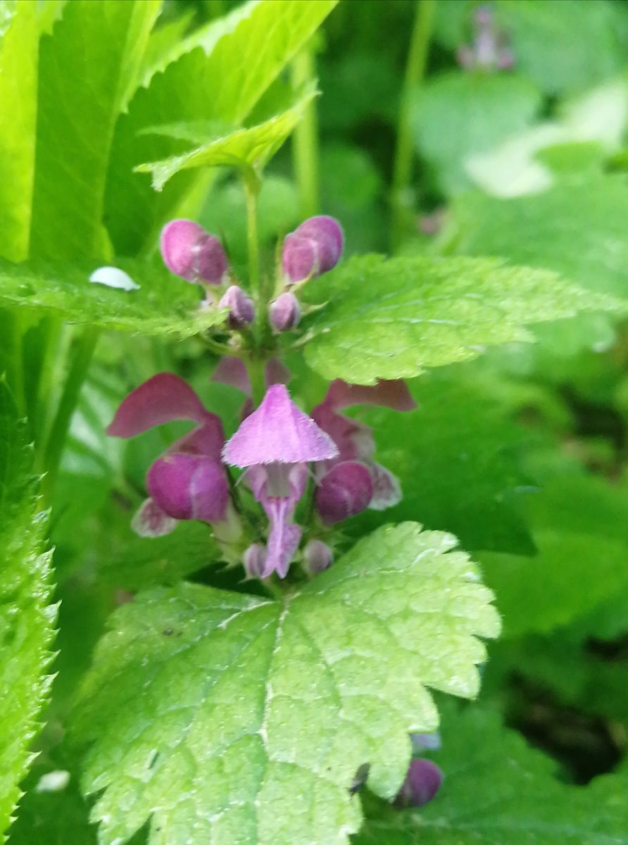 Яснотка пурпурная