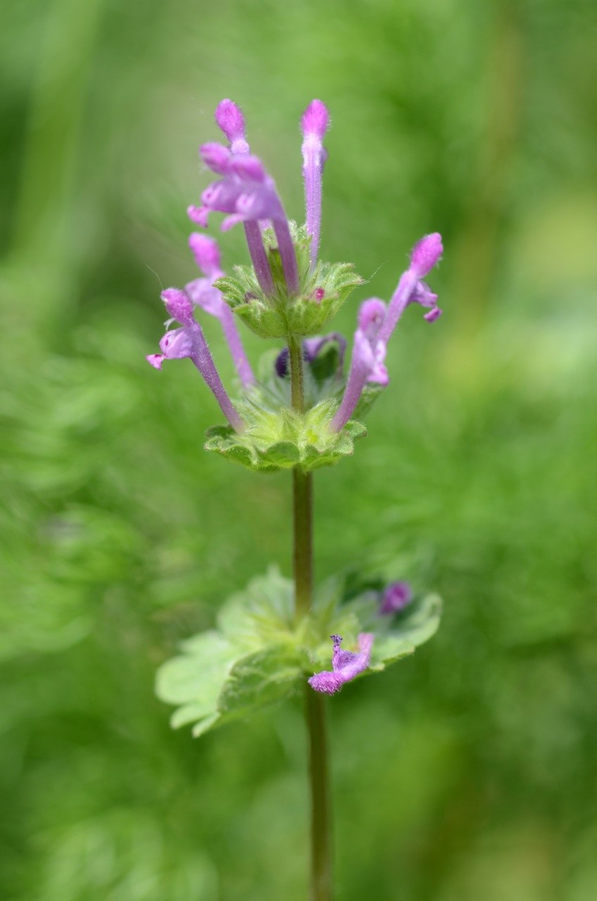 Цветы луговые Лесные со стеблеобъемлющими листьями