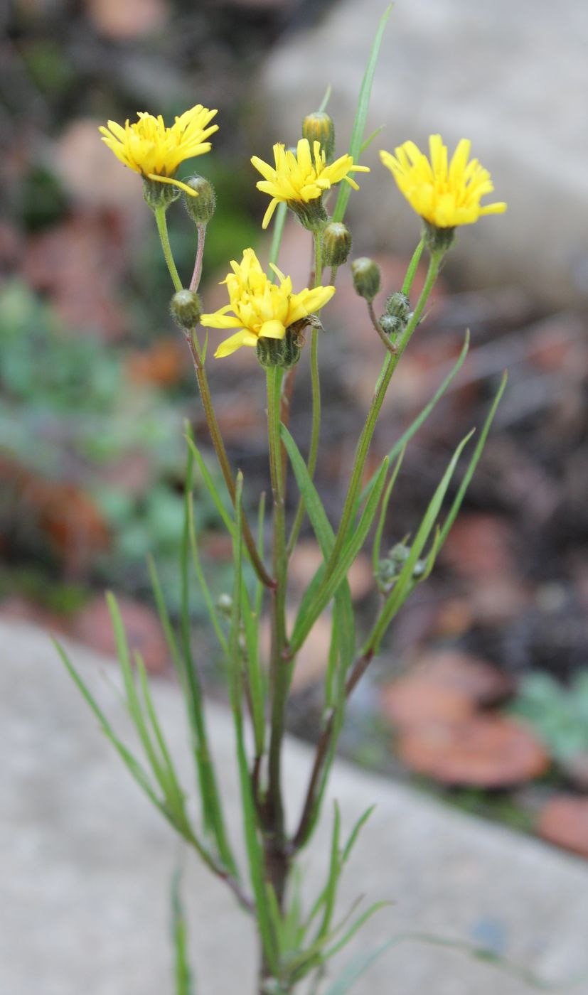 Скерда Болотная Crepis paludosa