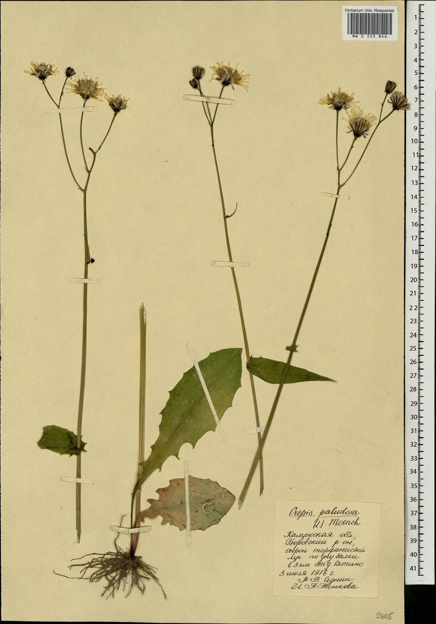 Скерда (Крепис