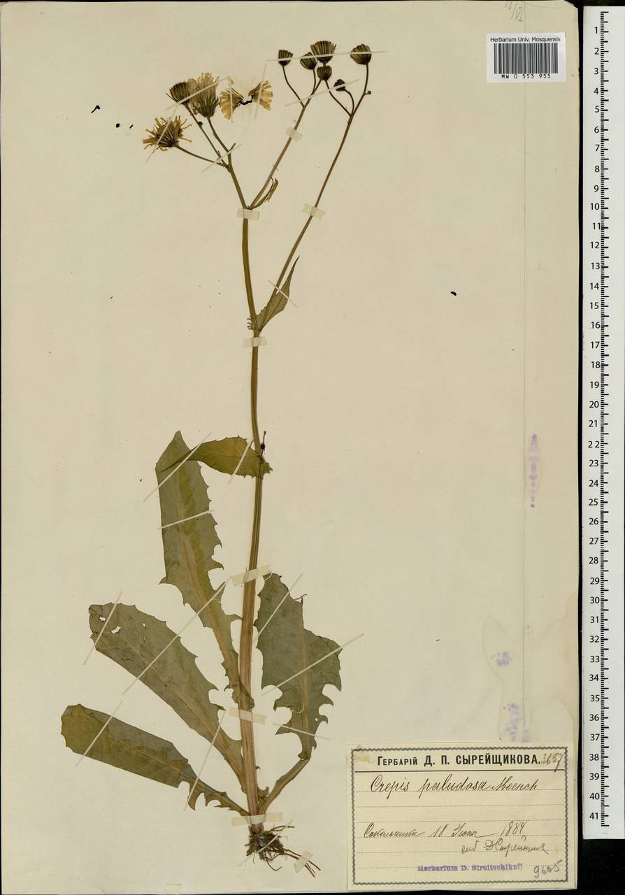 Скерда болотная