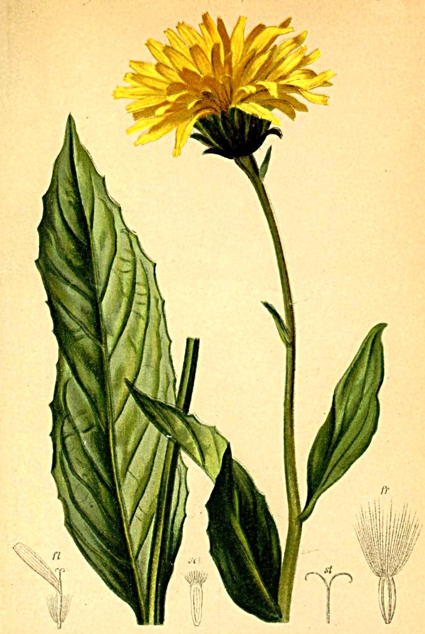 Скерда золотистоцветковая