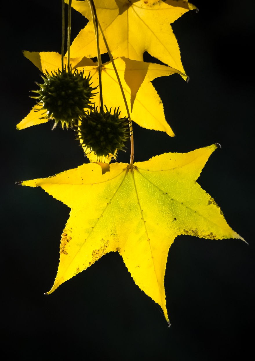 Ликвидамбар формозский