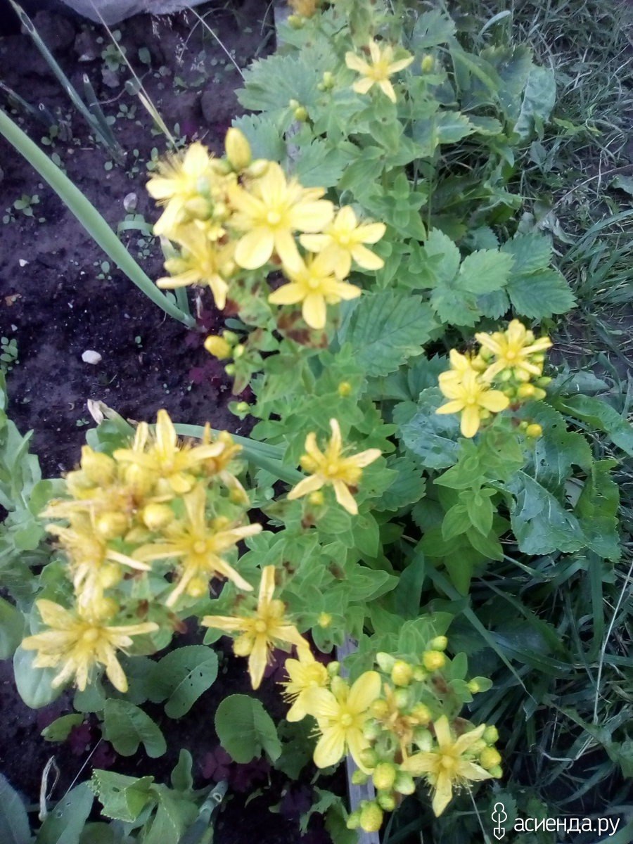 Зверобой Альпийский