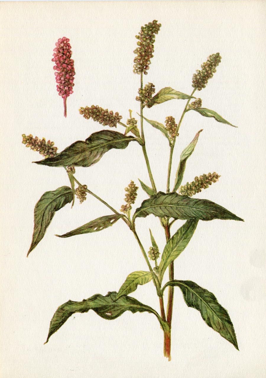 Горцы – змеиный и почечуйный,