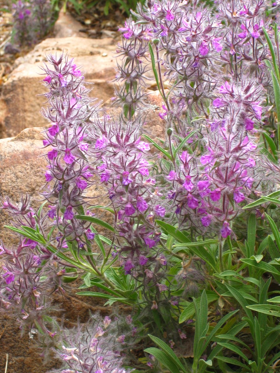 Стахис лавандолистный