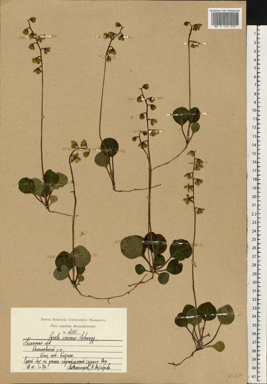 Груша́нка зелёноцветко́вая,