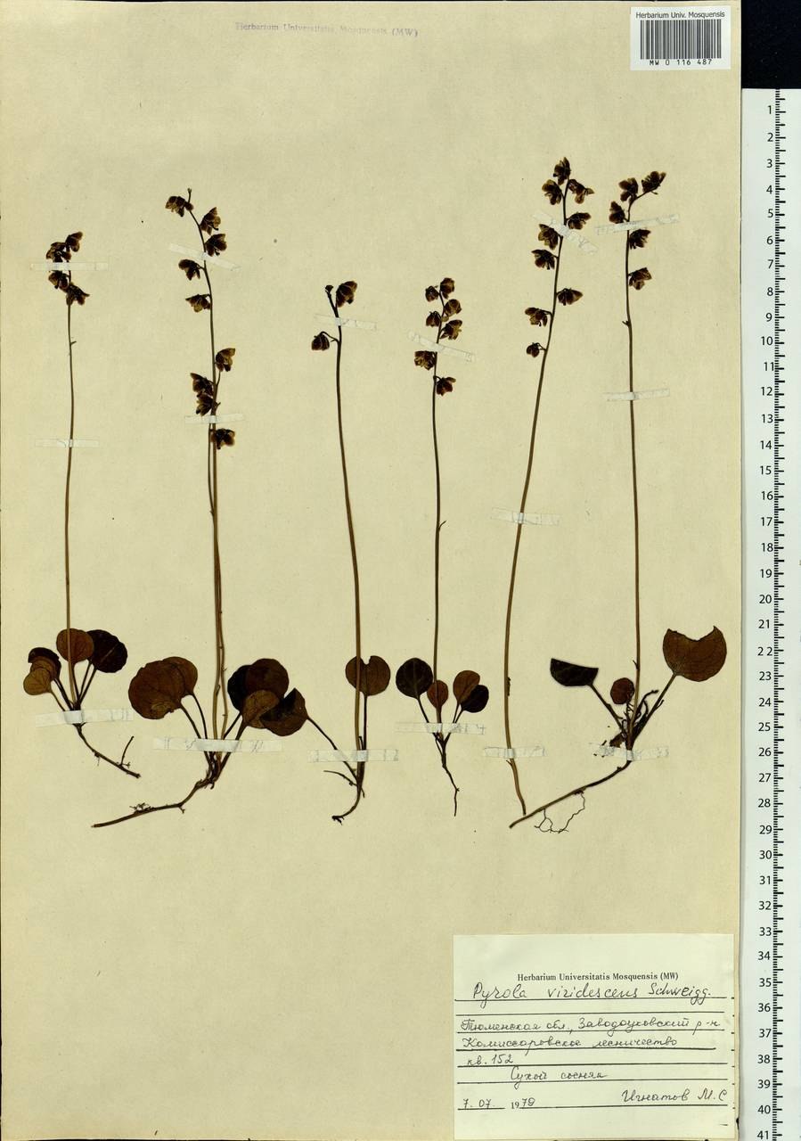 Грушанка зелёноцветковая