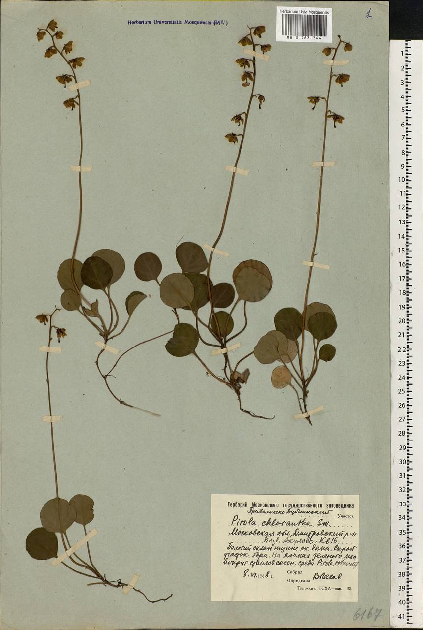 Грушанка круглолистная