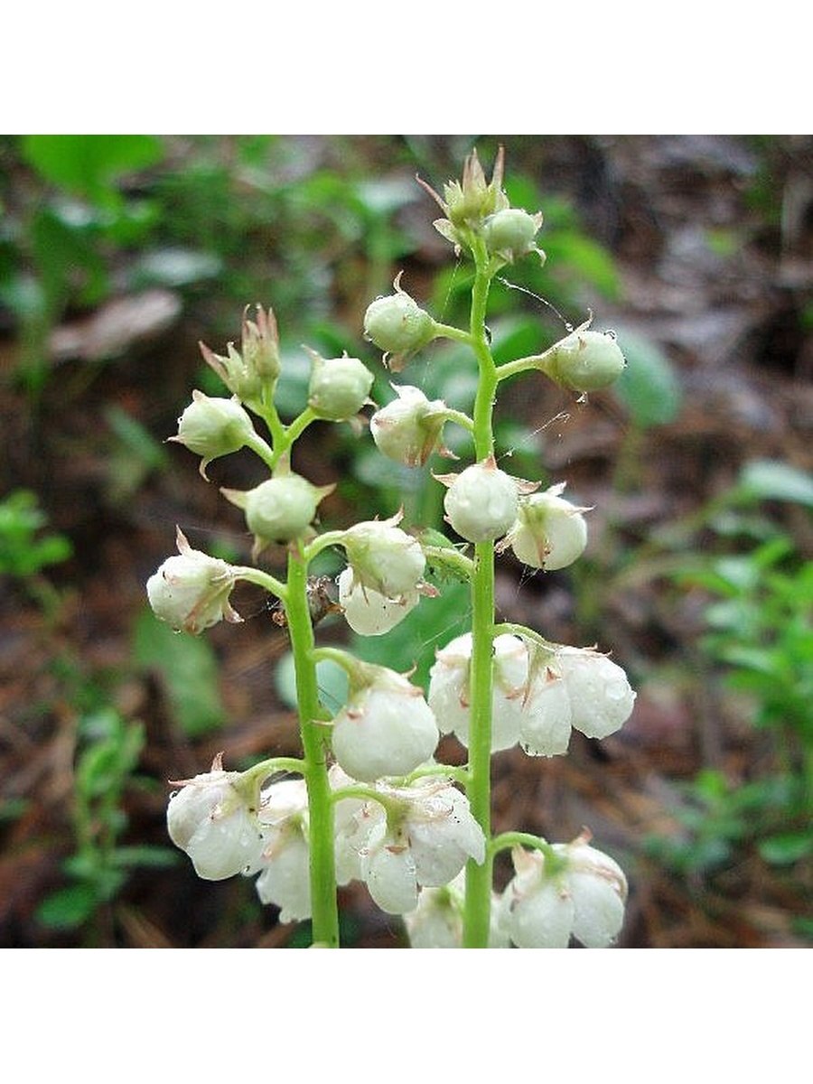 Грушанка зонтичная