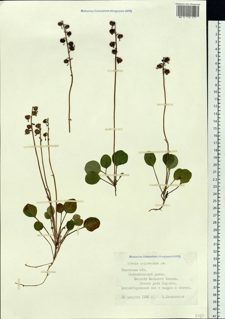 Грушанка почковидная