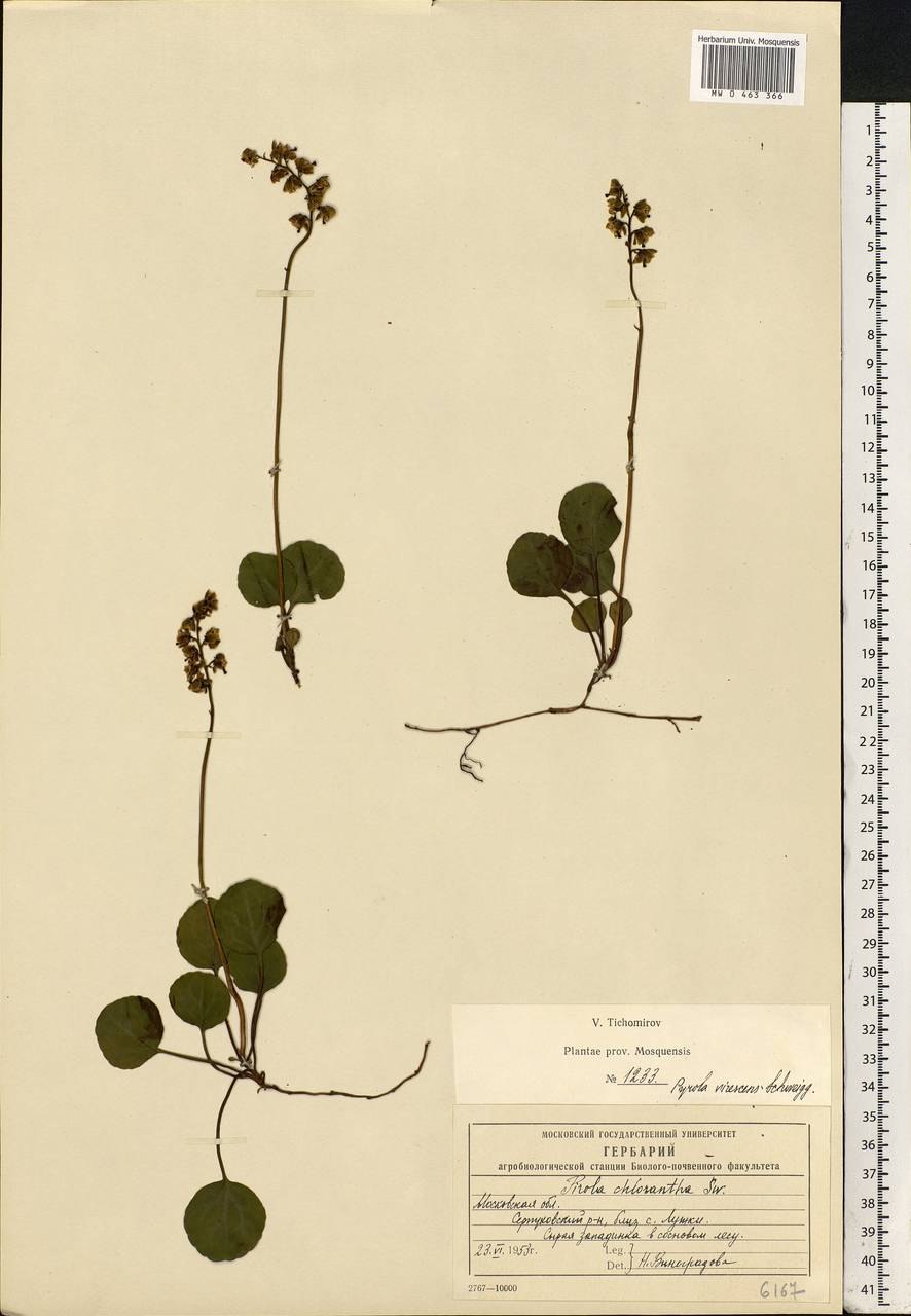 Грушевка круглолистная